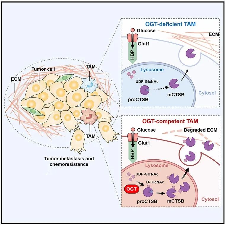 高水平文献解读 | TAMs中葡萄糖代谢增加促进溶酶体组织蛋白酶B的O-GlcNA酰化，促进癌症转移和化疗耐药性
