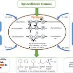 华中科技大学npj Materials Sustainability：深入了解碱金属盐添加对竹子和纤维素热解的催化作用