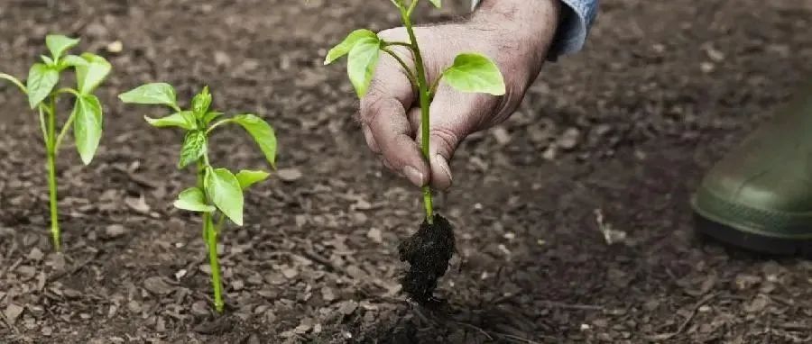 重磅！Nature子刊（IF=69.2）再发文：植物-微生物互作领域取得不可忽视性进展！
