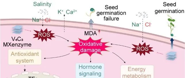J. Agric. Food Chem. | 揭示盐胁迫下抗氧化纳米酶促进种子萌发分子机制