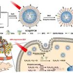 西安电子科技大学夏玉琼团队《Materials Today Bio》：开发高度稳定和近红外响应的相变材料靶向酶递送用于癌症治疗