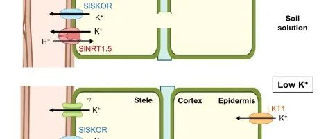 【文献解读】西班牙科学家揭示番茄中SlNRT1.5转运蛋白和SlSKOR钾离子通道在钾离子转运过程中的协同作用