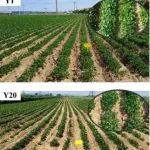 沈阳生态所在利用土壤食物网碳流揭示连作障碍的生物学机制方面取得新进展