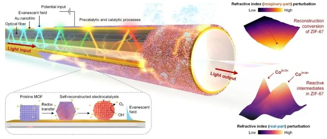 Advanced Materials：光纤传感器实现电催化表界面原位分析