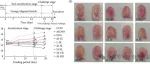 FSAP|江南大学周鹏教授、张丽娜副研究员：3′-SL+2′-FL在缓解小鼠食物过敏的协同作用：基于母乳比例（1:6）时作用最强
