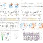 中国农业科学院植保所博士生一作在植物科学一区Top期刊（IF=10）发表研究成果！