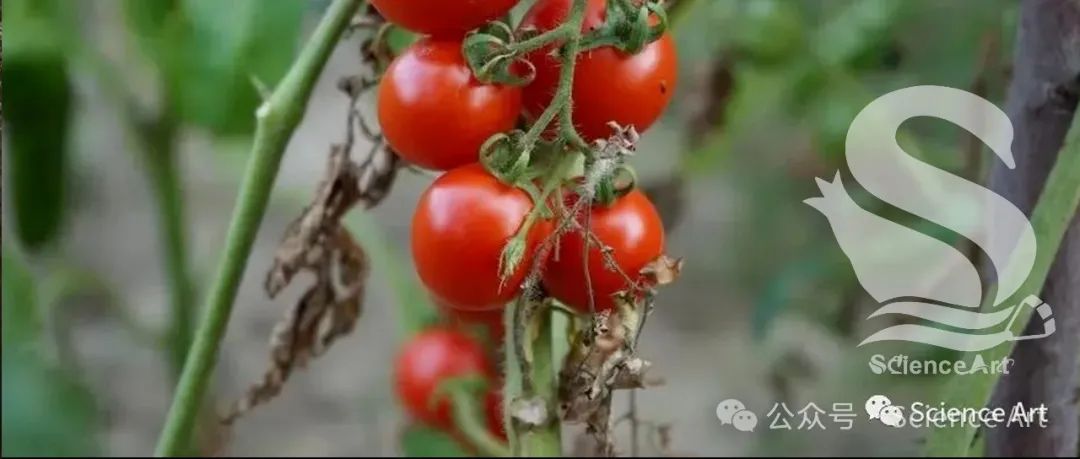 Plant cell | 浙大周杰团队发现SnRK1α1介导的RBOH1磷酸化调节活性氧，增强番茄对低氮的耐受性