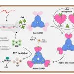 Science | 中国药科大学肖易倍/陈美容/陆美玲合作揭示CRISPR-Cas调控的ATP耗尽抗病毒策略的新机制