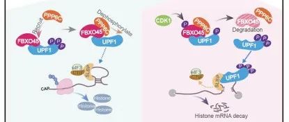 Nature子刊 | 余健秀、杜春玲和赵晓菁团队揭示组蛋白水平下降引发基因组不稳定性及肺腺癌发生的机制