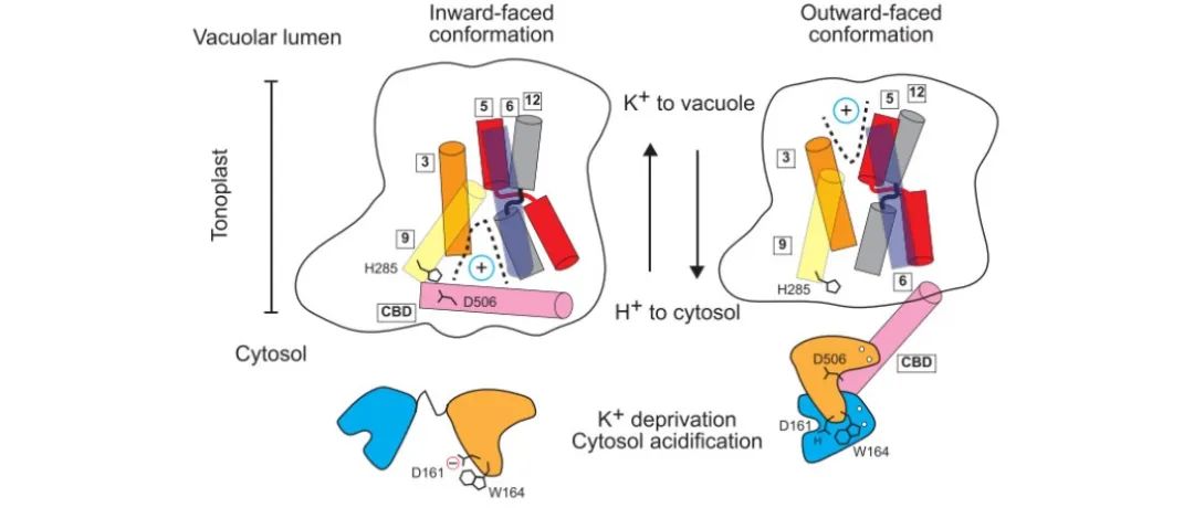 【文献解读】西班牙科学家发现CML18响应pH值变化进而调控NHX活性影响钾离子水平