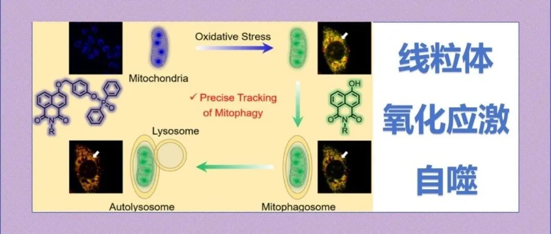 文献分享|一种靶向线粒体和过氧亚硝酸盐激活的比率荧光探针，用于精确跟踪氧化应激诱导的线粒体自噬