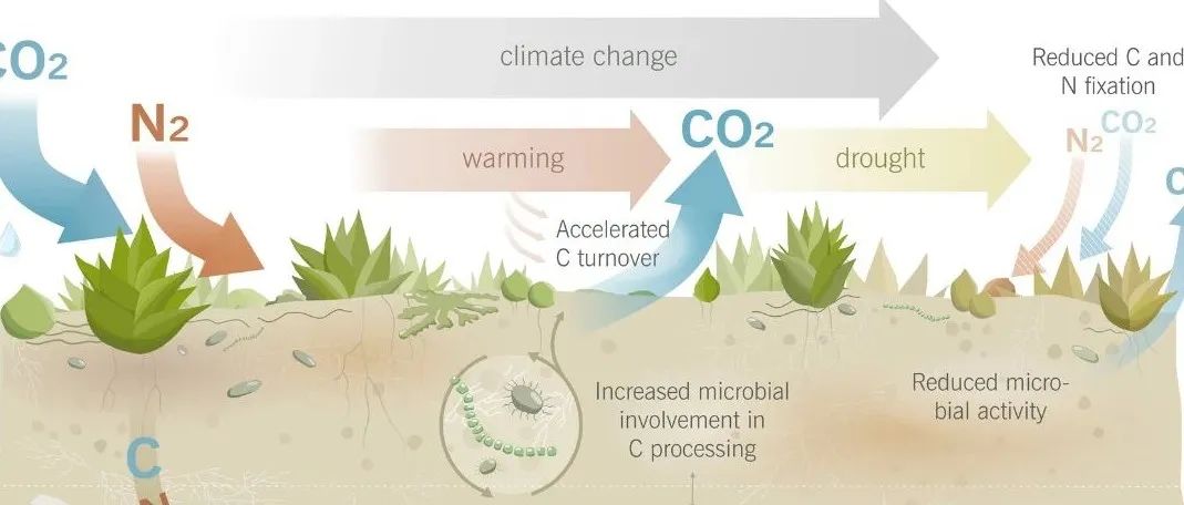 土壤生物结皮丨GLOBAL CHANGE BIOL：大气-土壤界面的土壤碳氮循环：量化生物结皮-土壤相互作用对全球变化的响应