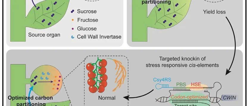 中科院遗传与发育生物学研究所最新Cell！