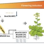 西北农林科技大学农学院陈明训教授团队发表最新研究成果！揭示长日照下甘蓝型油菜开花时间调控的分子机制