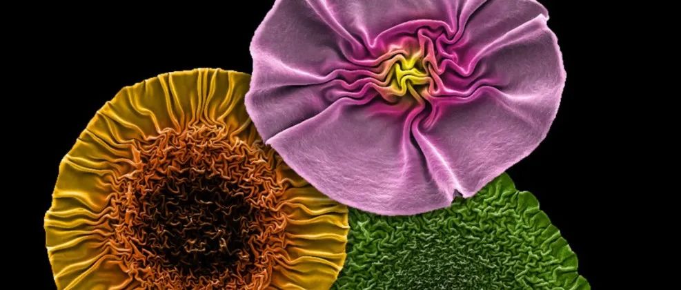 重磅：《Nature》2024年度最佳科学图片公布！