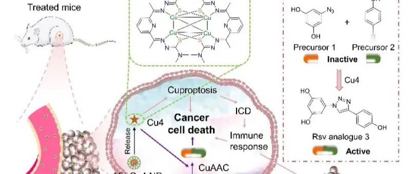 抗癌四核Cu(I)配合物催化点击反应原位合成化疗药物实现靶向双药联合治疗癌症