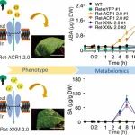 郑州大学博士生以共同一作身份在Nature杂志发表研究成果！在植物生理基础研究领域取得重大研究进展