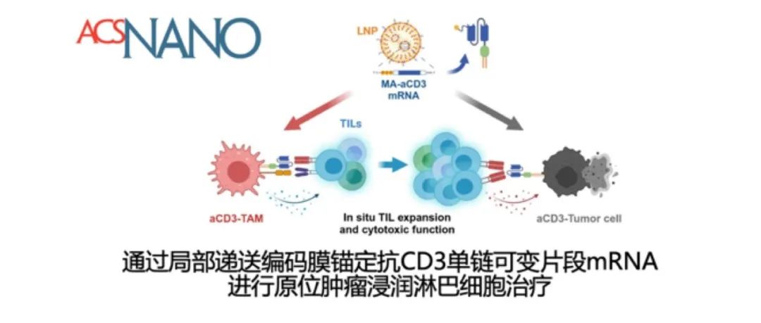 ACS Nano | 通过局部递送编码膜锚定抗 CD3 单链可变片段 mRNA 进行原位肿瘤浸润淋巴细胞治疗