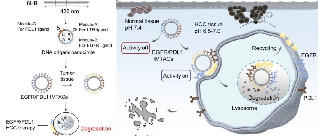 文献分享 ｜JACS｜智能模块化 DNA 溶酶体靶向嵌合体纳米器件在肿瘤精准治疗中的应用