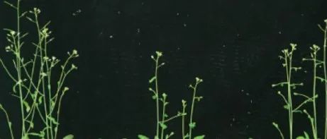 Mol Plant||何新建组博士生一作发文发现拟南芥AL蛋白介导植物组蛋白H3K4me3和H2Aub修饰之间偶联