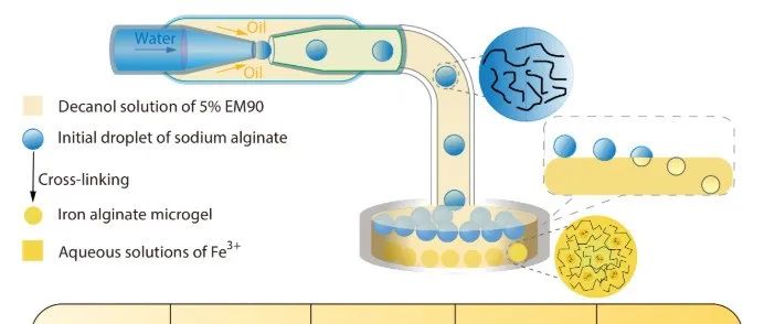 CJPS | 北京交通大学胡远渡课题组研究论文：基于微流控制备球形磁性海藻酸铁微凝胶及其pH依赖的铁离子释放行为研究