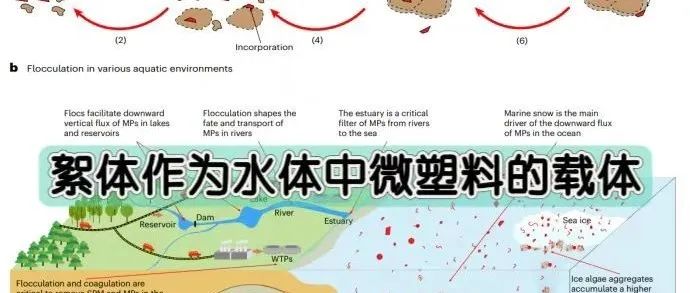 文献分享 | Nature Water：絮体作为水体中微塑料的载体