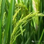中国农科院植保所博士生第一作者在Plant Cell发表研究成果，取得高效水稻基因编辑方面的新突破！