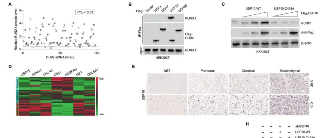 [文献分享]USP10去泛素化RUNX1并促进胶质母细胞瘤前质向间质转化