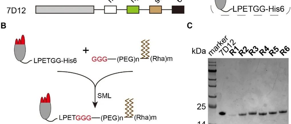 Journal of Controlled Release|重组鼠李糖脂修饰纳米抗体的免疫杀伤功能及药代动力学研究