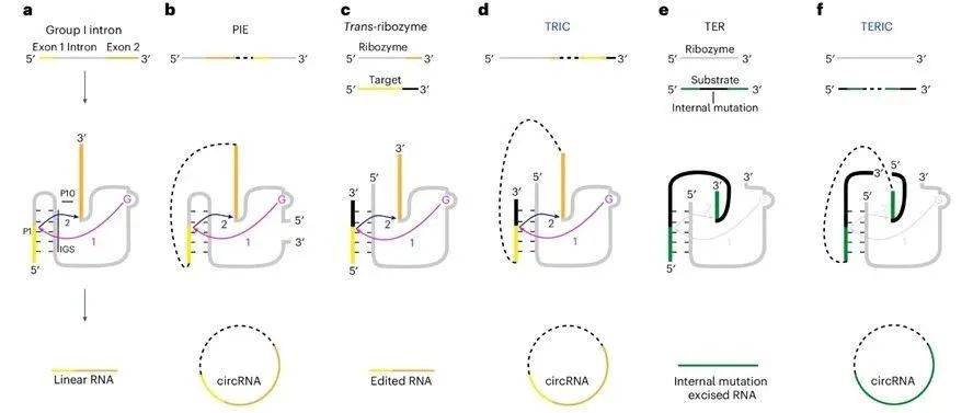 文献分享| Nature Biomedical Engineering : 高效的环状RNA合成，用于有效滚动环翻译