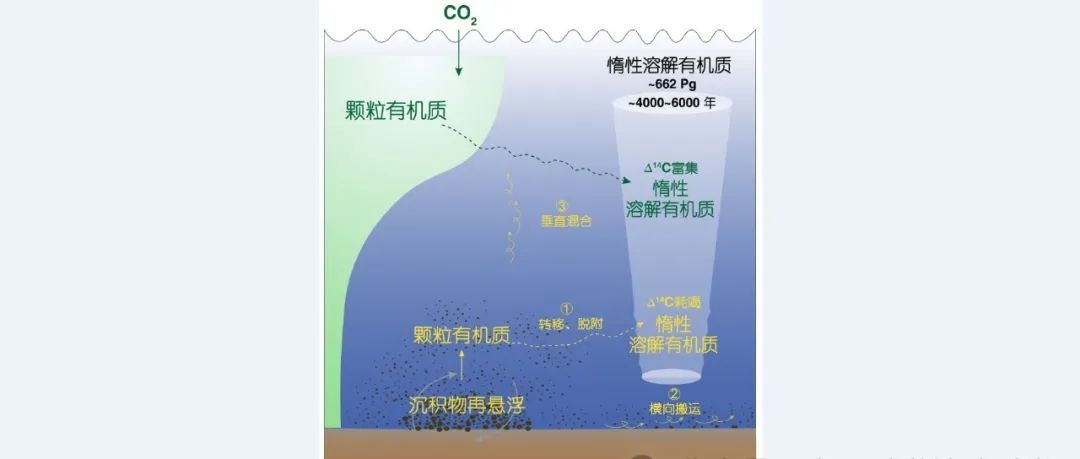 再悬浮沉积物是海洋深层惰性溶解有机质的潜在来源