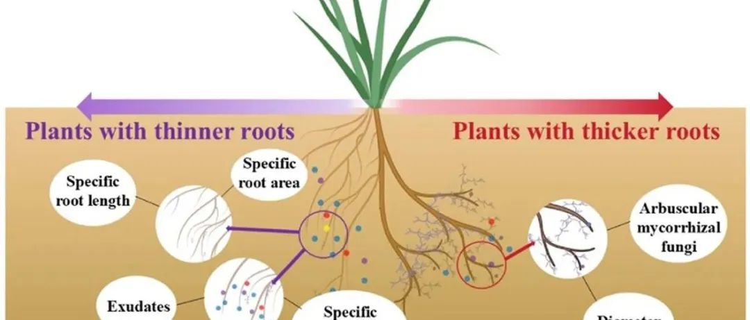 根际碳激发丨SOIL BIOL BIOCHEM：根际的激发效应以及根系特性、分泌物和菌根共生之间的权衡关系