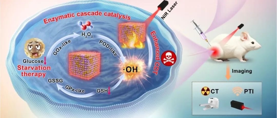 【ACS Nano】铜金纳米酶作为肿瘤能量稳态干扰物以增强级联催化治疗