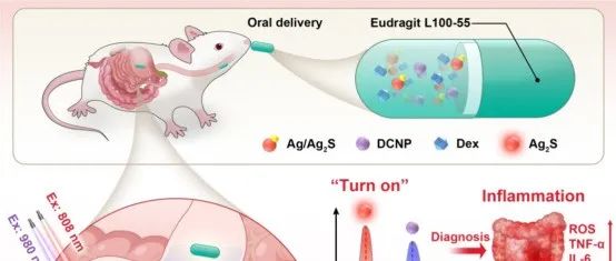 ACS Nano丨北京化工大学宋继彬/北京大学穆婧合作制备NIR-II比率光学诊疗胶囊用于肠道炎症的原位诊断和精确治疗