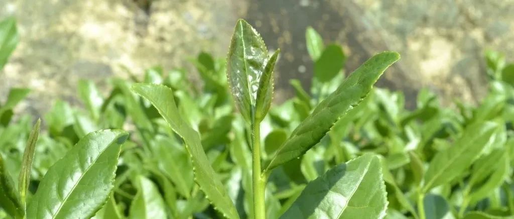 Food Chem | 铁观音乌龙茶的季节风味之旅：从代谢组分析洞察季节变化与感官特性