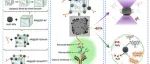 AC.为双模式糖蛋白检测启动的分级MOFs中底物分子和催化计数实体的生物启发空间区室