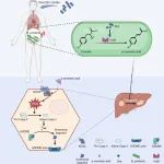 Cell Host  Microbe | 南方医科大陈鹏/陈羽/贾伟揭示锌元素重塑肠菌酪氨酸代谢保护胆汁淤积性肝损伤的机制