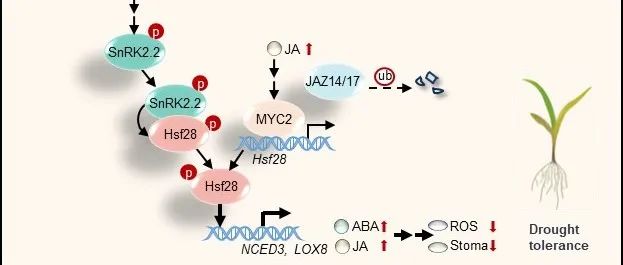 【作者解读】New Phytologist | 四川农业大学王强教授团队揭示玉米抗旱调控新机制