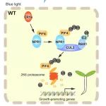 中国农业大学植保学院博士后一作在PNAS发文揭示水杨酸信号参与植物光形态建成调控的新机制
