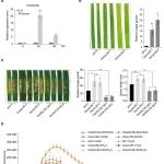 福建农林大学博士生一作在植物科学一区Top期刊（ IF=10）发表研究成果！揭示水稻稻瘟病抗性调控新机制