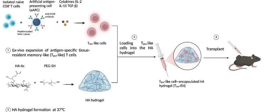 文献分享| Advanced Science.：用于免疫治疗的离体扩增和水凝胶介导的组织驻留记忆 T 细胞的体内递送