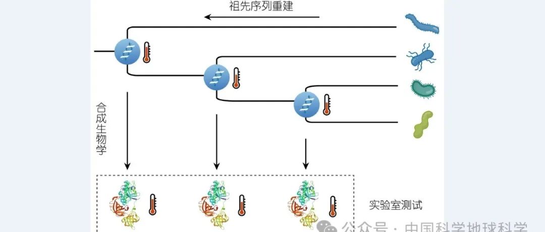 利用最适生长温度推演远古生命进化历史的潜力和挑战