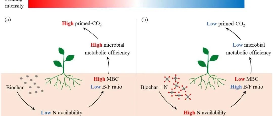 土壤碳激发丨SOIL BIOL BIOCHEM：氮输入减轻了生物炭添加对土壤有机碳分解的激发效应