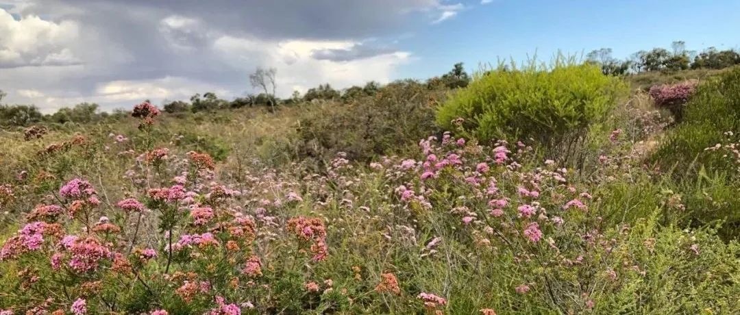 Functional Ecology | Lambers院士课题组：植物入侵极端贫瘠土壤的机制