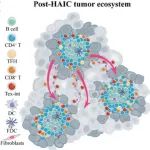 Adv Sci丨中山大学石明等团队描绘肝动脉输注化疗后肝癌的多细胞生态系统