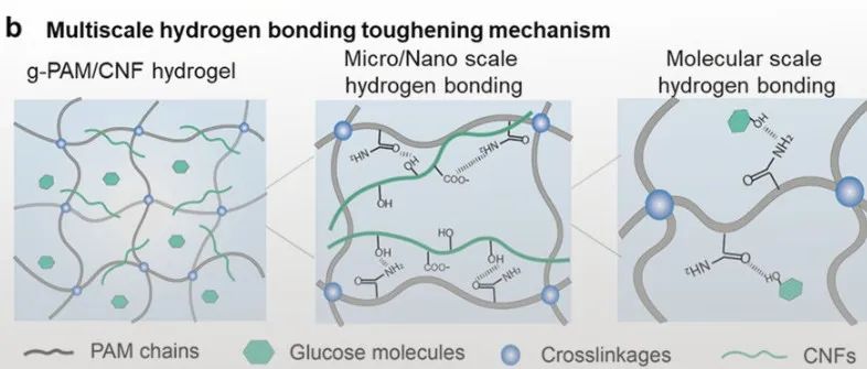 不列颠哥伦比亚大学姜锋团队 Mater. Horiz.：基于糖类的多尺度氢键网络增强策略构筑超韧水凝胶