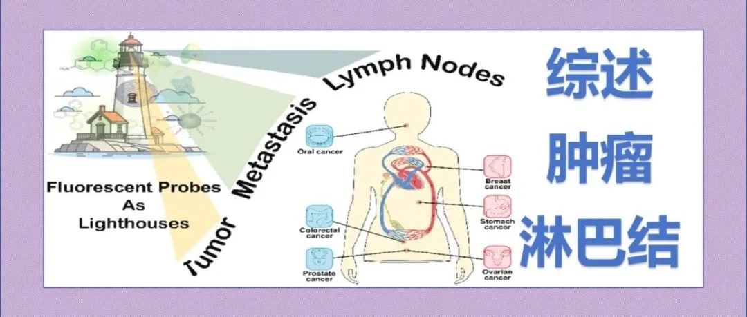 文献分享|灯塔照亮肿瘤转移：荧光探针在各种肿瘤转移淋巴结定位和成像中的应用