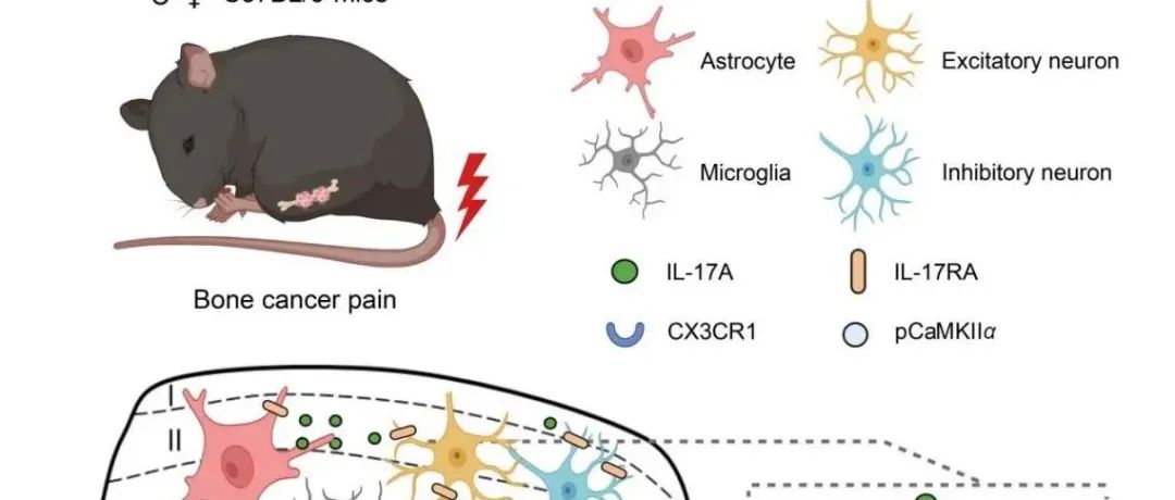APSB | 复旦大学张玉秋团队揭示中枢来源的IL-17A介导星形胶质细胞与神经元的相互作用促进骨癌痛的机制