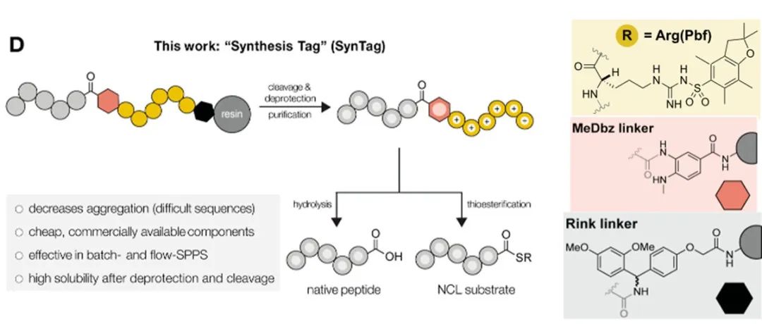 J. Am. Chem. Soc. | 用于聚集肽或蛋白化学合成的多功能合成标签