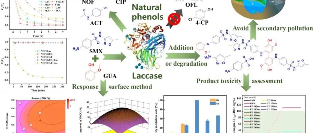 文献速递|同济大学SPT:漆酶催化去除新兴污染物和酚类化合物： 水生环境中的转化机制--聚合还是降解？